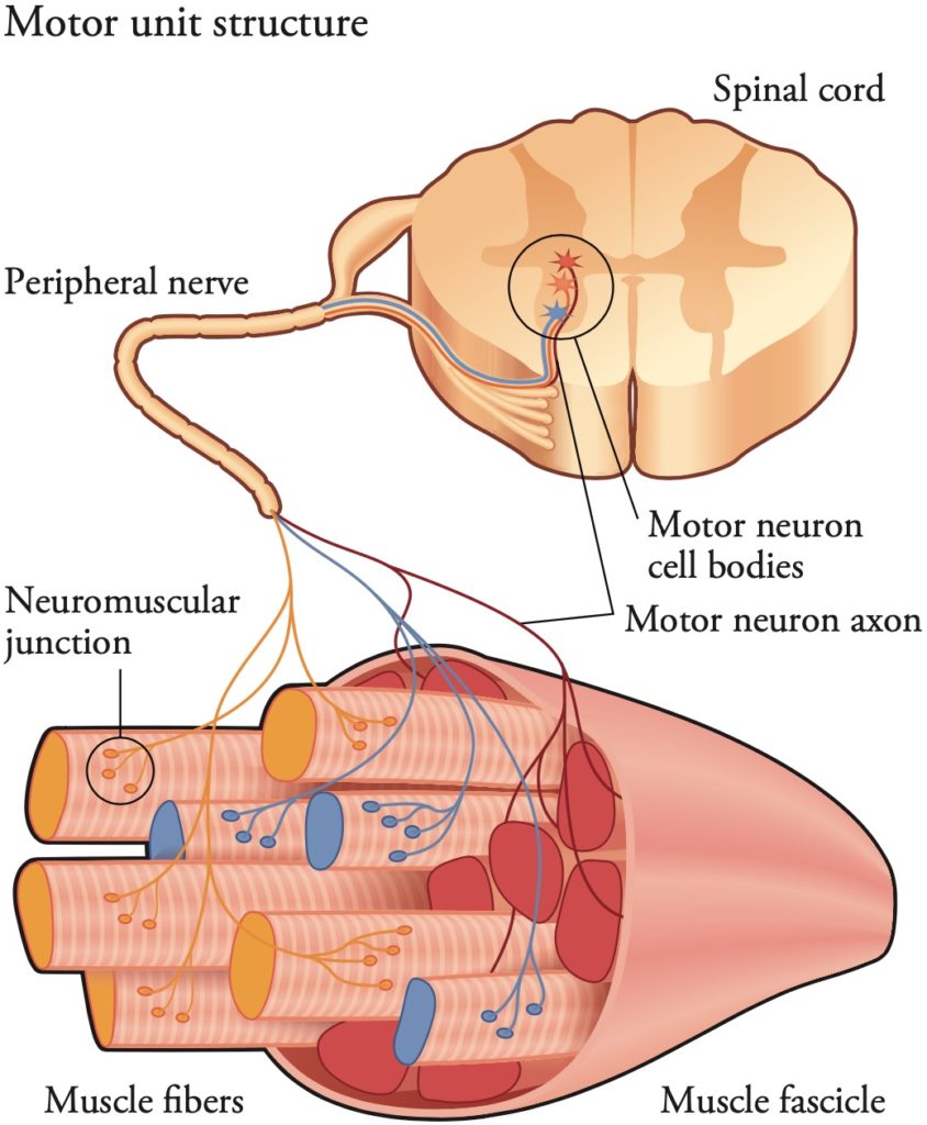4.13 Motor-unit-structure