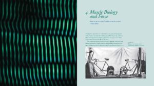 BiomechanicsOfMovement_Final_Spread_Samples_Page_22