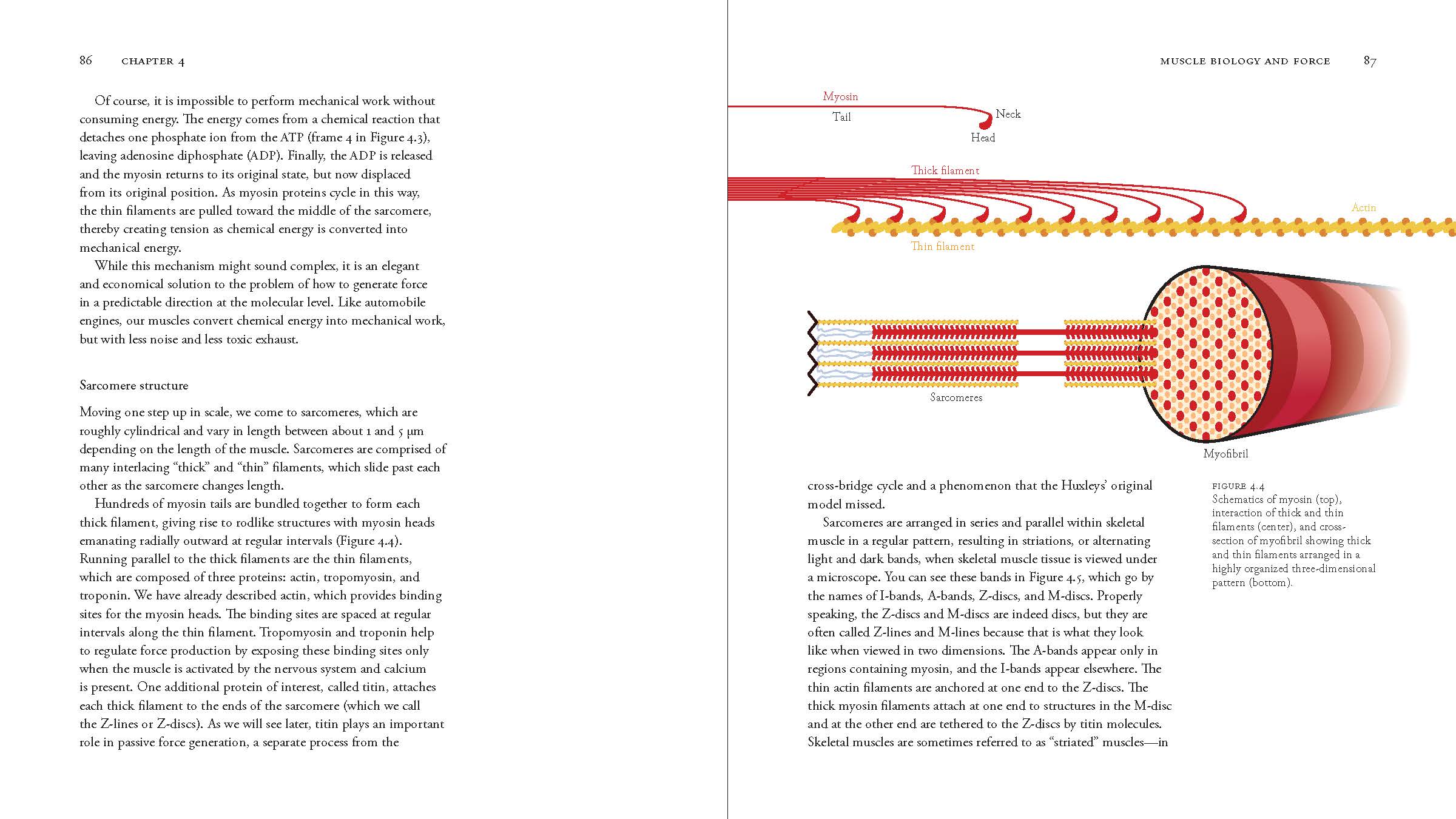 Biomechanics Of Movement – By Thomas K. Uchida And Scott L. Delp